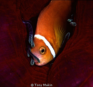 Hiding by Tony Makin 
